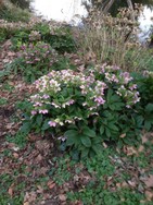 (12) Website_Giftgarten_Christrosen_Lenzrosen in Potsdam Westpark Anfang Mai.JPG