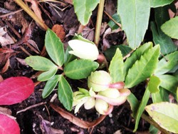 (2) Website_Giftgarten_Christrose_Knospe Mitte November.JPG