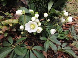 (3) Website_Giftgarten_Christrose_Jacob im Dezember erblüht.JPG