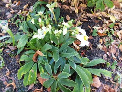 (4) Website_Giftgarten_Christrose_Praecox in Dezemberblüte.JPG