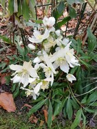 (5) Website_Giftgarten_Christrose_schlanke Lenzroseschlanke im Januar.jpg