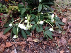 (6) Website_Giftgarten_Christrose_Erschlaffen durch Frost im Dezember.JPG