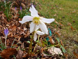 (7) Website_Giftgarten_Christrose_Einzelblüte im Januar.JPG