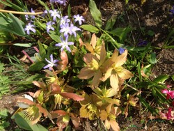 (8) Website_Giftgarten_Christrose_am Abblühen im März.JPG