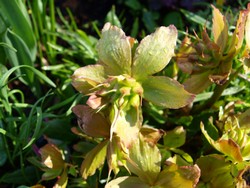 (9) Website_Giftgarten_Christrose_Samenansatz im April.JPG