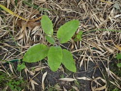 (1) Website_Giftgarten_Fingerhut_einjährig.JPG