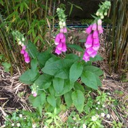 (2) Website_Giftgarten_Fingehut_sommerblühend.JPG