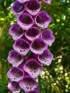 (3) Website_Giftgarten_Fingerhut_Einzelblütenstiel.JPG