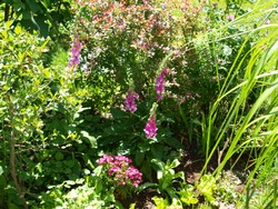 (4) Website_Giftgarten_Fingerhut_zwischen Stauden.JPG