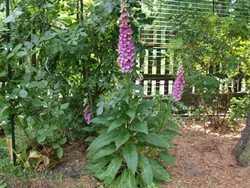 (5) Website_Giftgarten_Fingerhut_im Halbschatten unter Baum.JPG