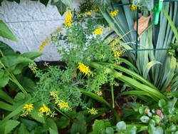 (1) Website_Giftgarten_Ginster_gelber Zwergginster.JPG