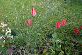 (2) Website_Giftgarten_Ginster_Frühlingsaustrieb Ende April.JPG