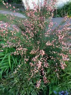 (3) Website_Frühling_Ginster_Zeelandia Mitte Mai.JPG