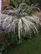 (4) Website_Frühling_Ginster_White Lion Mitte Mai.JPG