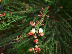 (5) Website_Frühling_Ginster_Einzelblüten.JPG