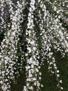 (6) Website_Frühling_Ginster_Weiße Blütenkaskade.JPG