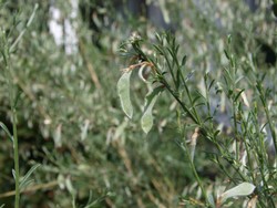 (7) Website_Giftgarten_Ginster_Samenstand Anfang Juni.JPG