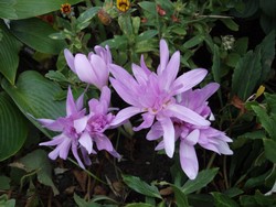 (1) Website_Herbst_Herbstzeitlose_im Verbund blühend.JPG