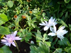 (2) Website_Herbst_Herbstzeitlose_rosa und weiß.JPG