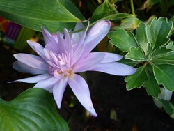 (3) Website_Herbst_Herbstzeitlose_Einzelblüte rose.JPG