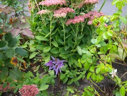 (4) Website_Herbst_Herbstzeitlose_unter Hoher Fetthenne.JPG