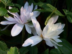 (5) Website_Herbst_Herbstzeitlose_fast schon Seerose.JPG