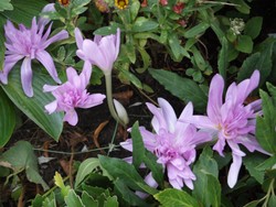 (6) Website_Herbst_Herbstzeitlose_Tanzformation.JPG