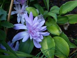 (7) Website_Herbst_Herbstzeitlose_in der blauen Stunde.JPG