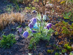 (1) Website_Giftgarten_Kuhschelle_erblühend im April.JPG