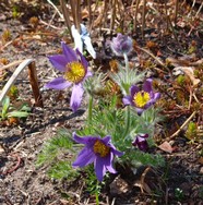 (2) Website_Giftgarten_Kuhschelle_erblüht im April.JPG