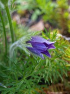 (3) Website_Giftgarten_Kuhschelle_Einzelblüte.JPG