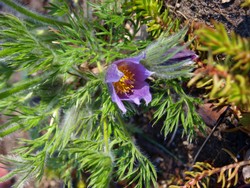 (4) Website_Giftgarten_Kuhschelle_Einzelblüte mit Laub.JPG