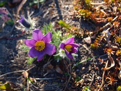 (5) Website_Giftgarten_Kuhschelle_mit Nektarien.JPG