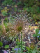 (6) Website_Giftgarten_Kuhschelle_Abgeblüht als Hexenbesen.JPG