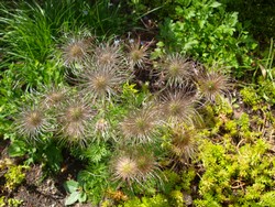 (7) Website_Giftgarten_Kuhschelle_Samenstand mit Biene.JPG