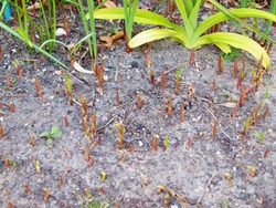 (1) Website_Giftgarten_Maiglöckchen_Austrieb mit braunen Spitzen Anfang April.JPG