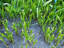 (2) Website_Giftgarten_Maiglöckchen_am Erblühen Mitte April.JPG