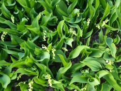 (3) Website_Giftgarten_Maiglöckchenwald Ende April.JPG