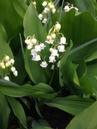 (4) Website_Giftgarten_Maiglöckchen_Erblühte Gruppe Mitte Mai.JPG