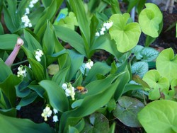 (5) Website_Giftgarten_Maiglöckchen_Bienenmagnet.JPG