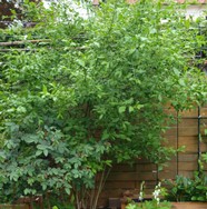 (1) Website_Giftgarten_Pfaffenhütchen_Strauch mit Blütenansatz.JPG