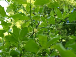 (3) Website_Herbst_Pfaffenhütchen_mit Fruchtansatz.JPG