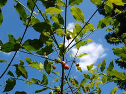 (4) Website_Herbst_Pfaffenhütchen_reifende Frucht.JPG