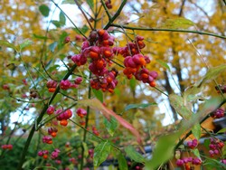 (6) Website_Herbst_Pfaffenhütchen_Fruchtverfall Ende Oktober.JPG