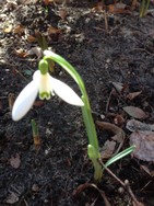 (1) Website_Giftgarten_Schneeglöckchen_Einzelblüte.JPG