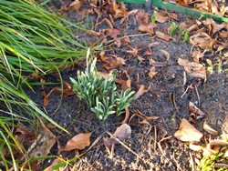 (2) Website_Giftgarten_Schneeglöckchen_in Gruppe am Erblühen.JPG