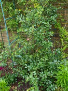 (1) Website_Giftgarten_Stechpalme_Maiengrün.JPG