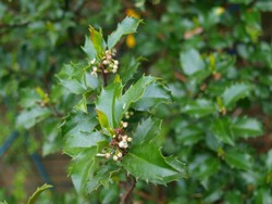 (2) Website_Giftgarten_Stechpalme_Blütenansatz Mai.JPG