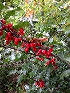 (3) Website_Giftgarten_Stechpalme_Früchte im September.JPG