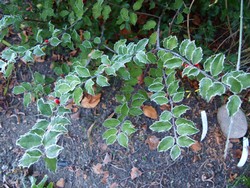 (4) Website_Giftgarten_Stechpalme_Januar-Frost.JPG